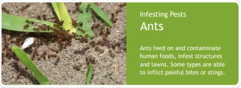 ants-control-service