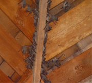 bat-infestation-attic