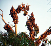bat-infestation-tree