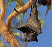 bat-tree