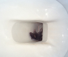 mouse-in-toilet