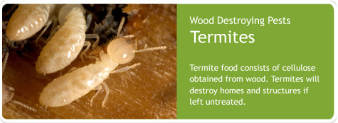 termite-control-service
