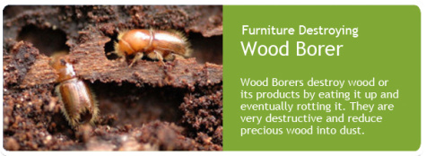 wood-borer-control-service