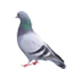 Bird (Pigeon) Control