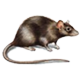 rodent_icon